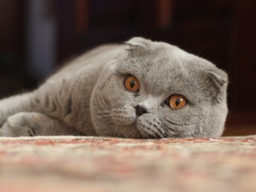 Kot szkocki zwisłouchy - Scottish Fold cat
