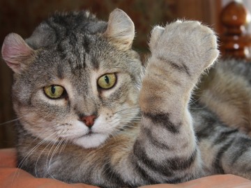 Kot amerykański ryś - American lynx cat
