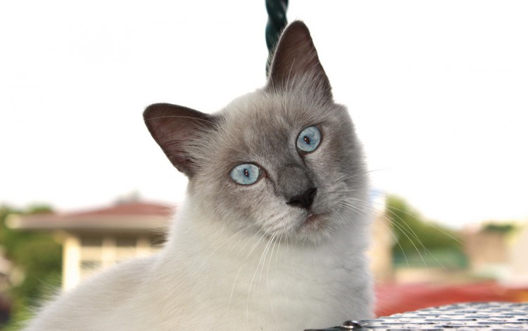 Święty Kot Birmański - Sacred Birman Cat (SBI)