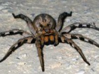 Czy zjadł/a byś pająka giganta  ?  :)