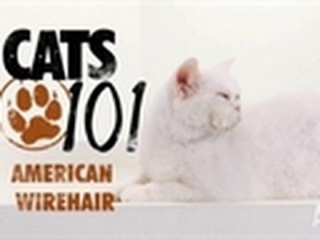 Kot rasy American Wirehair - CATS 101