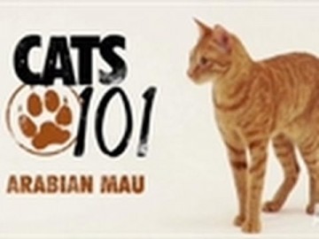 Kot rasy Arabian Mau - CATS 101