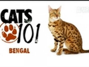 Kot rasy Bengal - CATS 101