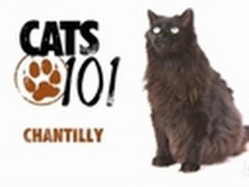 Kot rasy Chantilly - CATS 101