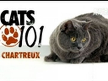 Kot rasy Chartreux - CATS 101