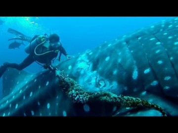 Nurek ratuje rekina wielorybiego z opałów